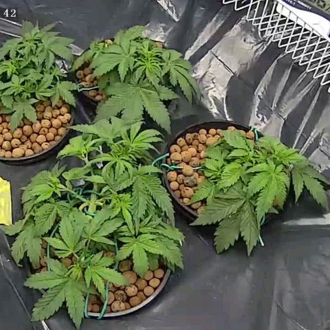Bruce  Banner Autoflower  growlog photo: Last lst and defoliating for awhile