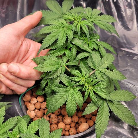 Bruce  Banner Autoflower  growlog photo: Last lst and defoliating for awhile