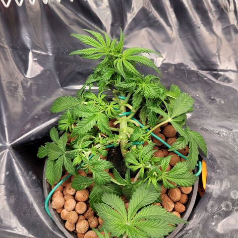 Bruce  Banner Autoflower  growlog photo: Last lst and defoliating for awhile