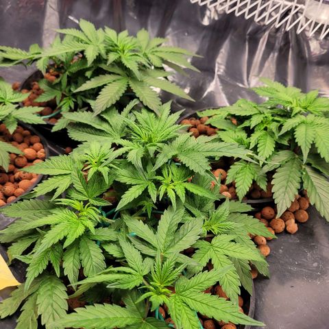 Bruce  Banner Autoflower  growlog photo: Last lst and defoliating for awhile