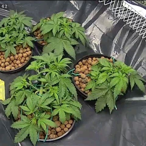Bruce  Banner Autoflower  growlog photo: Last lst and defoliating for awhile