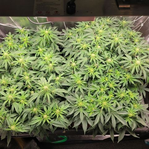 Bruce  Banner Autoflower  growlog timeline photo