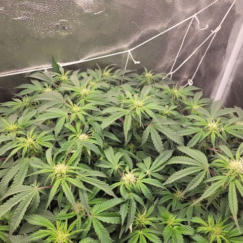 Bruce  Banner Autoflower  growlog timeline photo