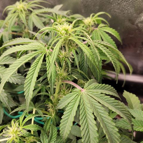 Bruce  Banner Autoflower  growlog timeline photo