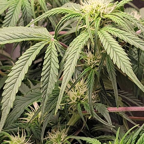 Bruce  Banner Autoflower  growlog timeline photo