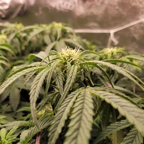 Bruce  Banner Autoflower  growlog timeline photo