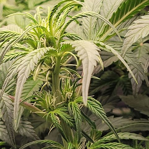 Bruce  Banner Autoflower  growlog timeline photo