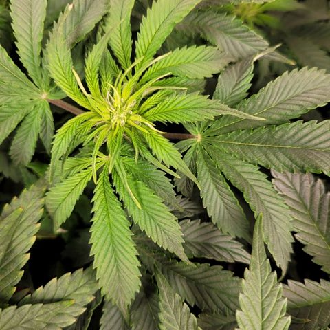 Bruce  Banner Autoflower  growlog timeline photo