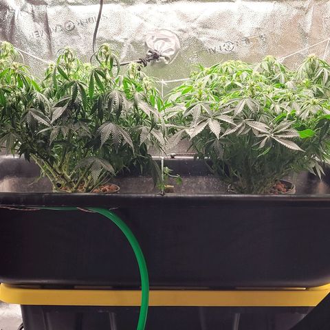 Bruce  Banner Autoflower  growlog timeline photo