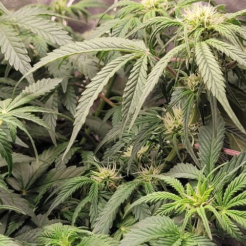 Bruce  Banner Autoflower  growlog timeline photo