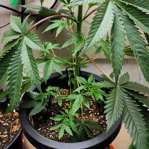 Permanent marker growlog timeline photo
