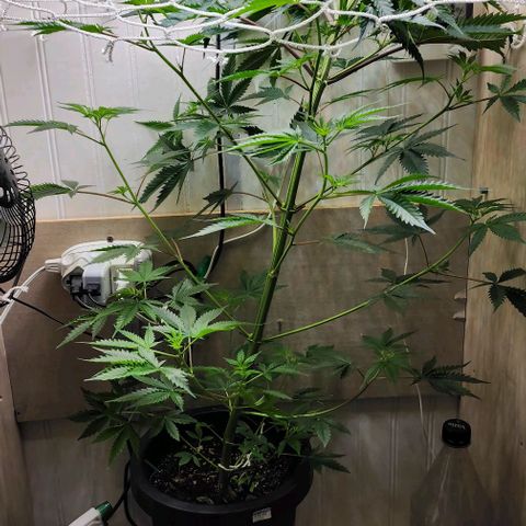 Permanent marker growlog timeline photo
