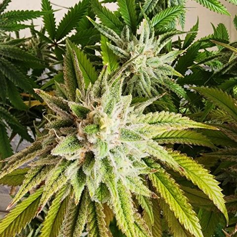 Permanent marker growlog timeline photo