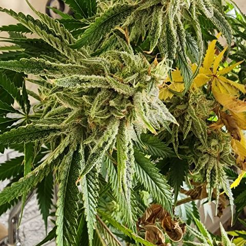 Permanent marker growlog timeline photo