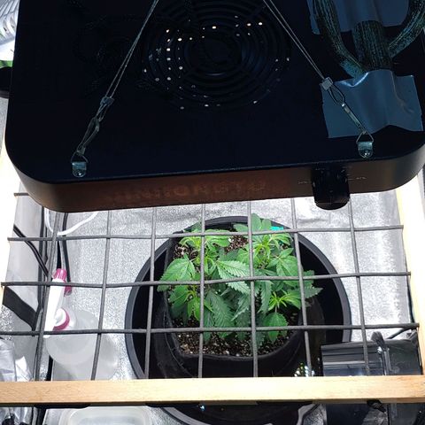 PB&J growlog timeline photo