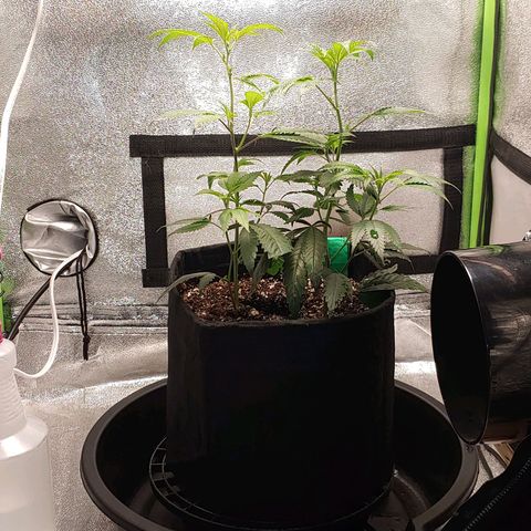 PB&J growlog timeline photo