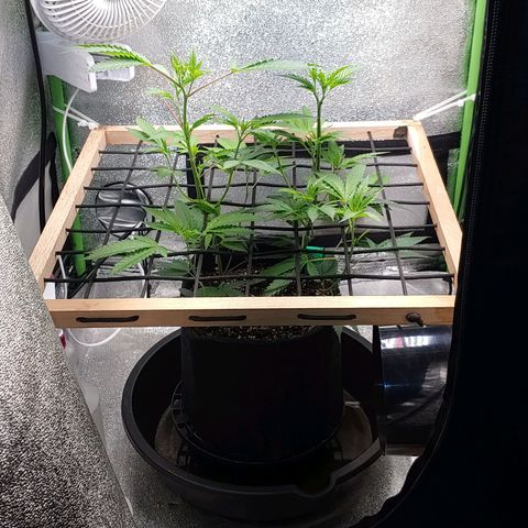 PB&J growlog timeline photo