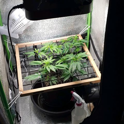 PB&J growlog timeline photo