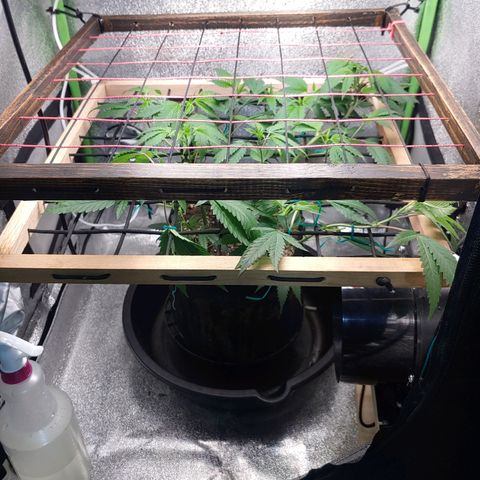 PB&J growlog photo: 2 nd screen installed in tent. 