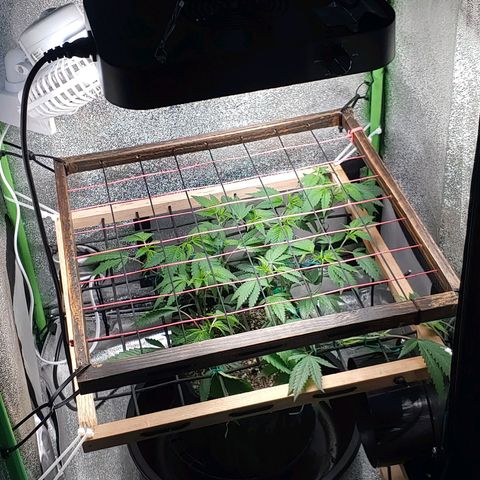 PB&J growlog photo: 2 nd screen installed in tent. 