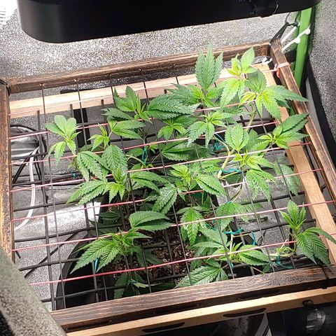 PB&J growlog timeline photo