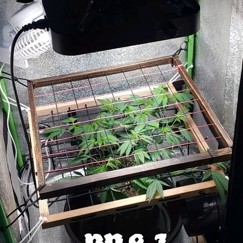 PB&J growlog timeline photo