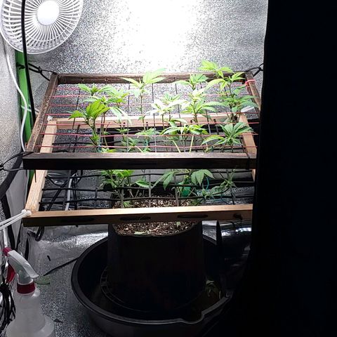 PB&J growlog timeline photo