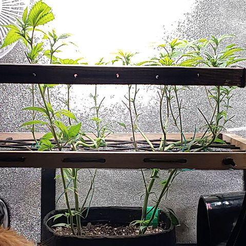 PB&J growlog timeline photo