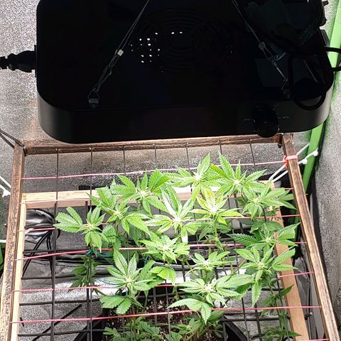PB&J growlog timeline photo