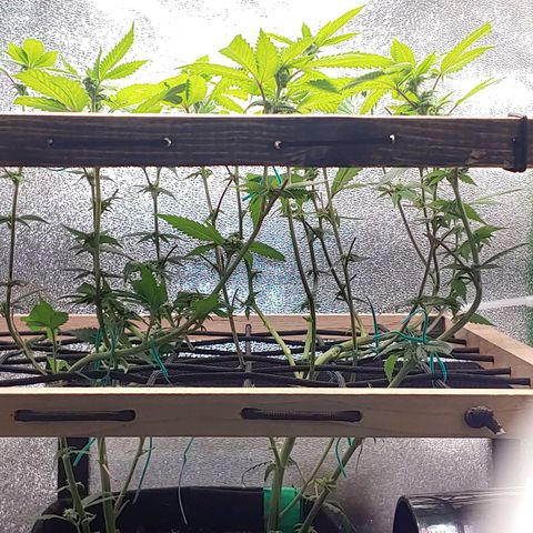 PB&J growlog timeline photo