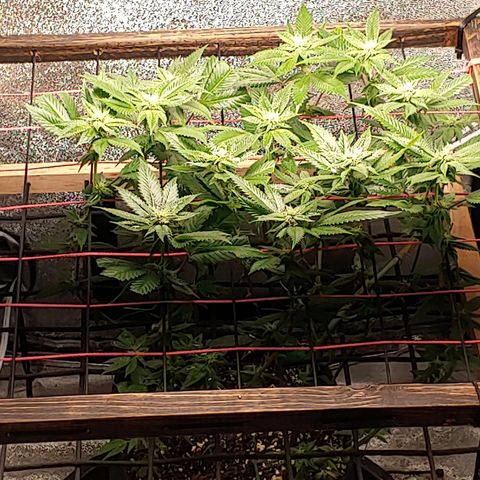 PB&J growlog photo: 3 weeks flowering. 