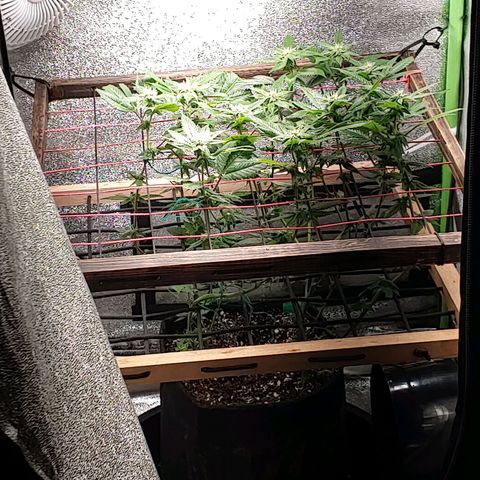 PB&J growlog photo: 3 weeks flowering. 