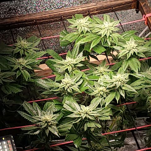 PB&J growlog timeline photo