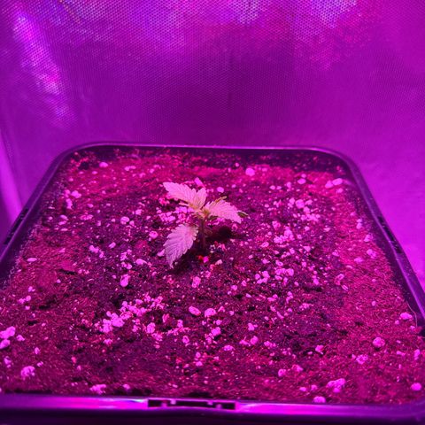 Biscotti growlog timeline photo