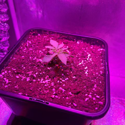 Biscotti growlog timeline photo