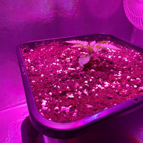 Biscotti growlog timeline photo