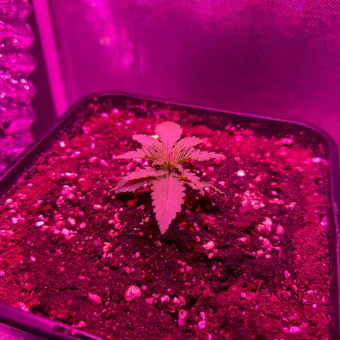 Biscotti growlog timeline photo