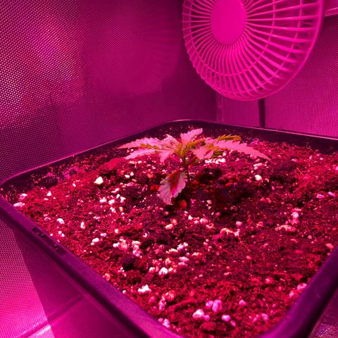 Biscotti growlog timeline photo