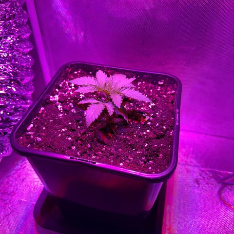 Biscotti growlog timeline photo