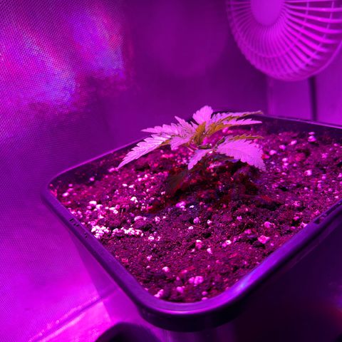 Biscotti growlog timeline photo