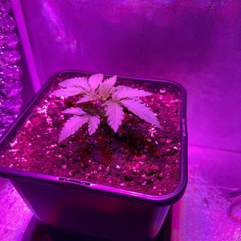 Biscotti growlog timeline photo