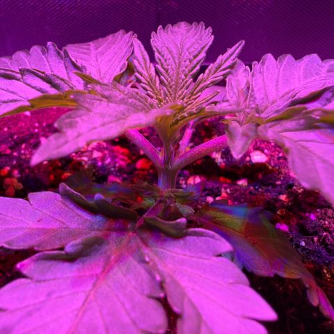 Biscotti growlog timeline photo