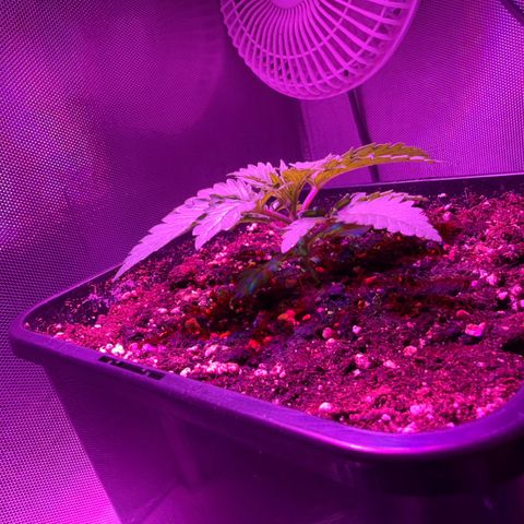 Biscotti growlog timeline photo