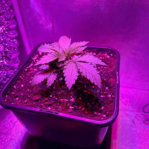 Biscotti growlog timeline photo