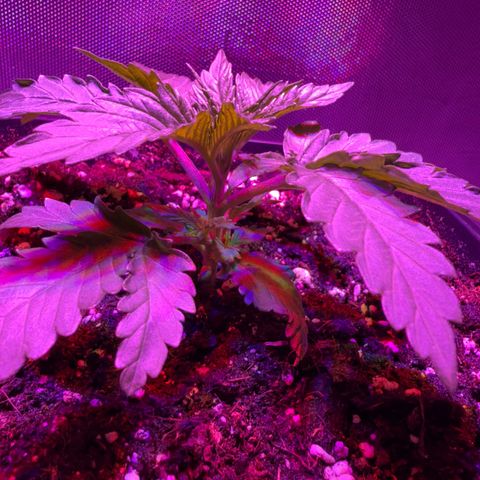Biscotti growlog timeline photo