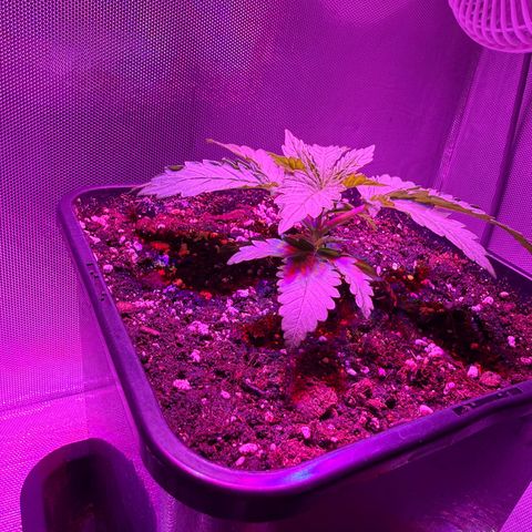 Biscotti growlog timeline photo