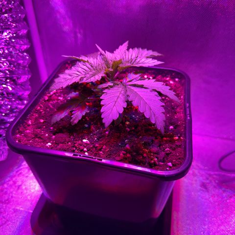 Biscotti growlog timeline photo