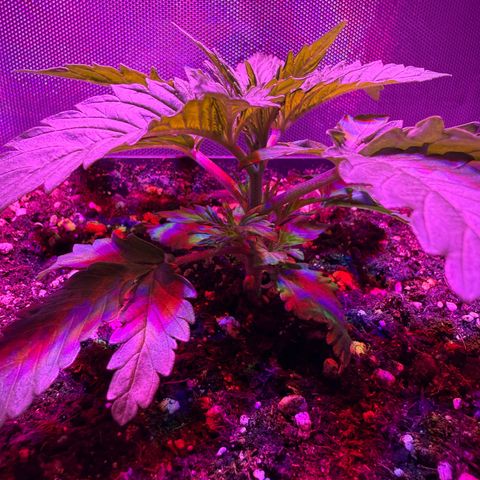 Biscotti growlog timeline photo