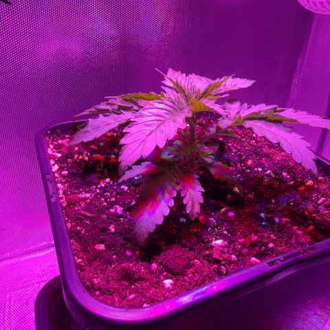 Biscotti growlog timeline photo