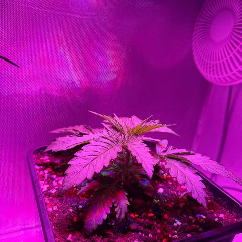 Biscotti growlog timeline photo